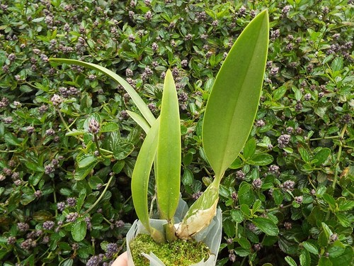 Cattleya santa barbara - cattleya, /