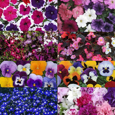 ×15 Hanging Basket Filler