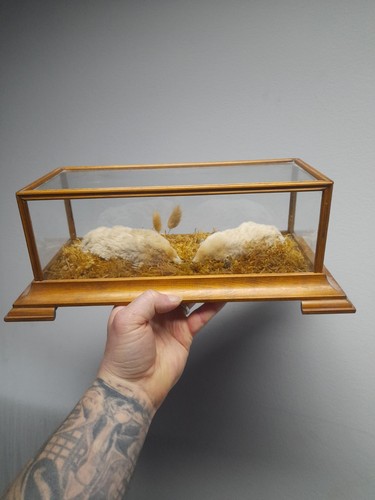 Cute taxidermy fox hare - fox,