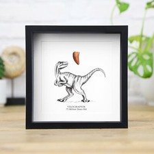 Velociraptor Raptor Tooth &