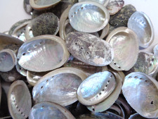 100 X ABALONE SEA SHELLS 2.5 -