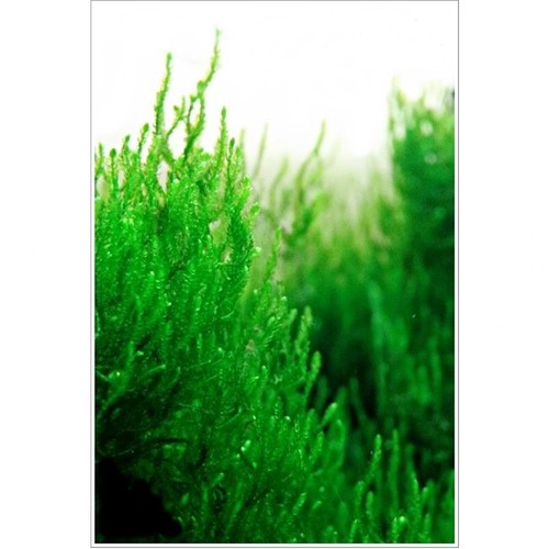 10g live moss for aquariums - live,