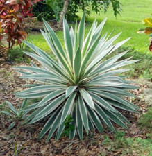 Yucca Gloriosa Variegated