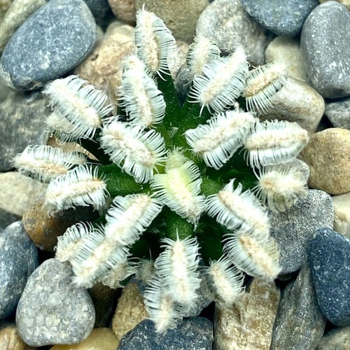 Mammillaria bertholdii white - bertholdii,