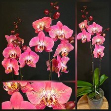 Phalaenopsis Dragon Heart. 2