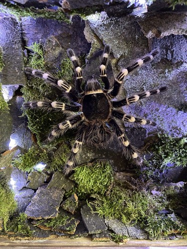 Stunning brazilian whiteknee - brazilian,