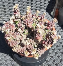 Sedum Furfuraceum Large -