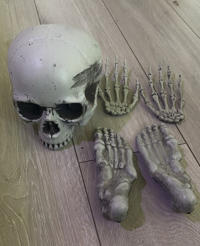 Human skeleton model - skeleton,