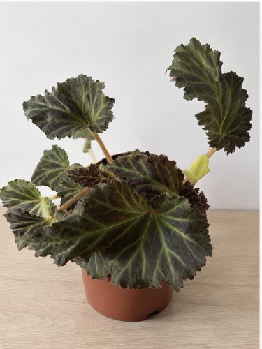 Begonia mocca yellow flowering - mocca,
