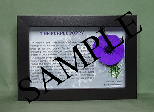 The purple poppy - purple, framed