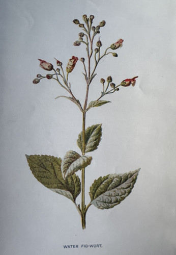 Antique print water figwort - print,