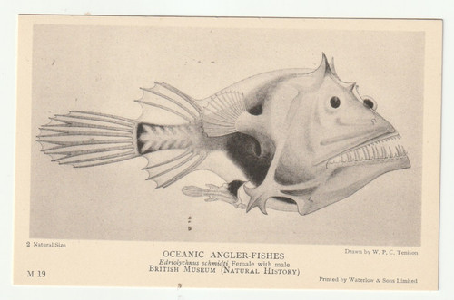 Oceanic angler fish m19 - fish,