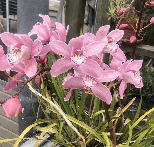 Rare cymbidium insigne ssp - cymbidium,