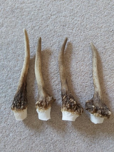 Fallow pricket deer - pricket,