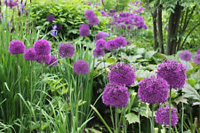 30 Allium Purple Sensation Spring Summer Perennial Purple Flower Bulbs