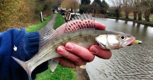 Trabucco slurp shad - trabucco,