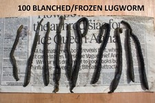 100 Blanched/Frozen Lugworm 10