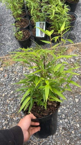 Litre pot bamboo - litre,