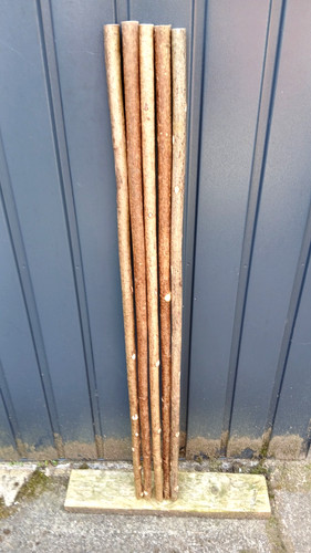 Hazel walking stick shanks