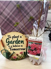 Rhododendron Azalea Gift Set