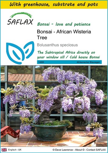 Saflax growing kit - growing,