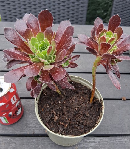 Two aeonium firecracker - two,