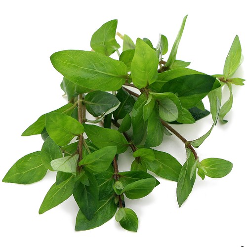 Staurogyne repens live - staurogyne,
