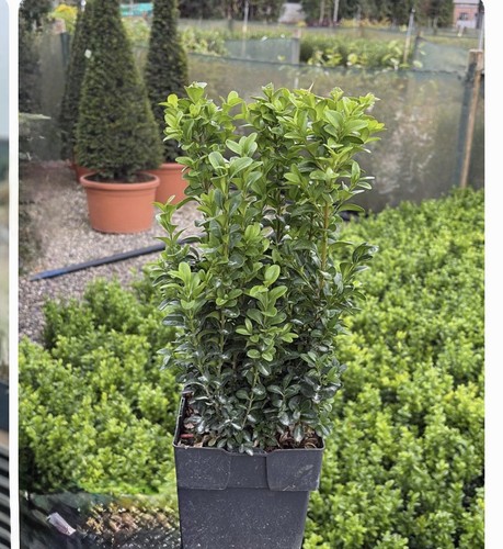 Box hedging litre pot 30cm - litre,