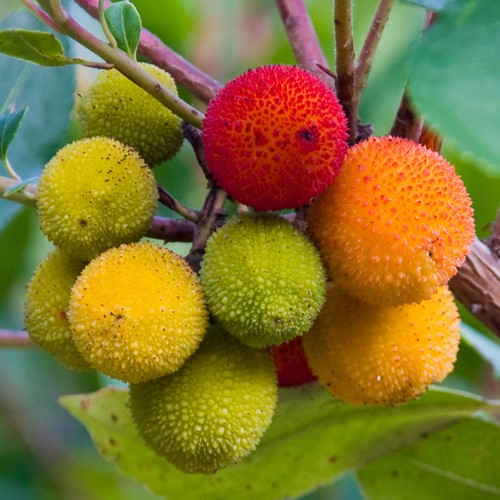 Arbutus unedo strawberry - arbutus,