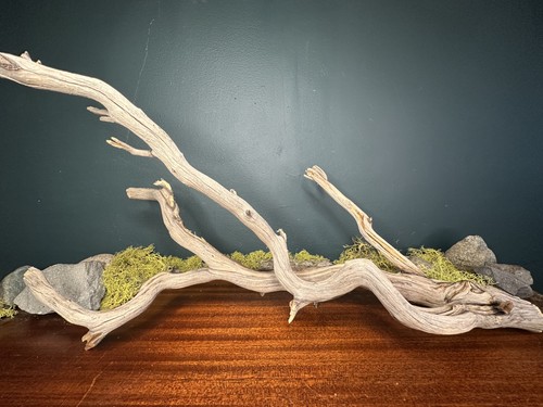 Large manzanita - large,