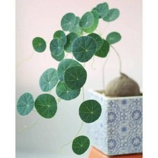 Stephania erecta Large 10cm