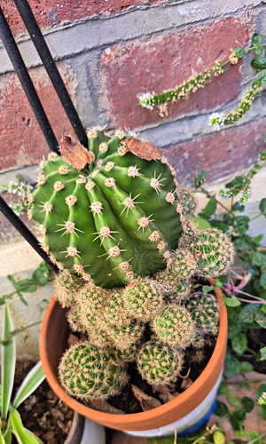 Opuntia live potted cactus - opuntia,