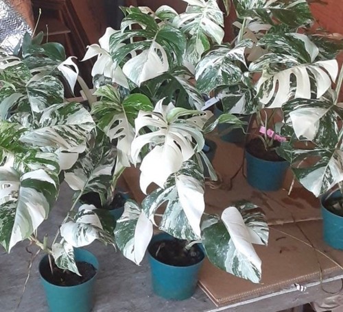 Variegated monstera albo - variegated,