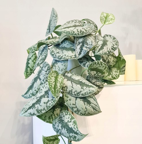 Scindapsus pictus exotica - scindapsus,