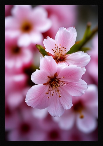 Vibrant cherry blossom framed - cherry,
