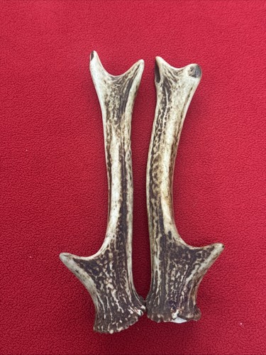 Pair sika deer antlers - deer,