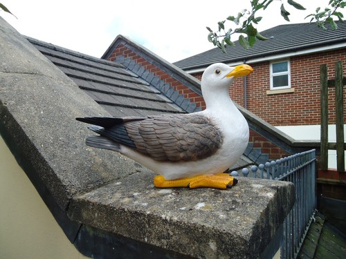 Life size seagull figurine - ,