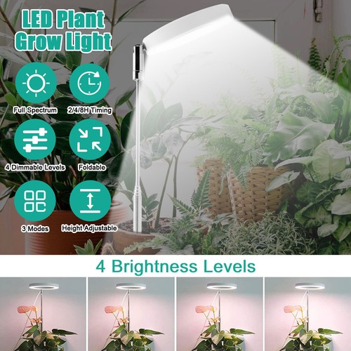 Led grow light plant - led, growing