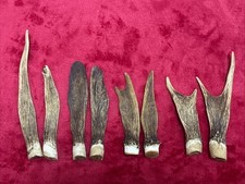 3 PAIRS OF FALLOW DEER ANTLERS