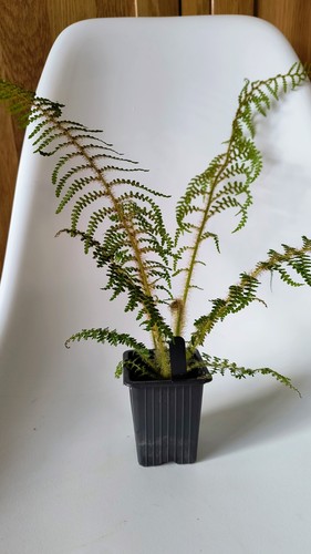 Cyathea tomentosissima - tomentosissima,