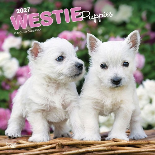 West highland white terrier - white,