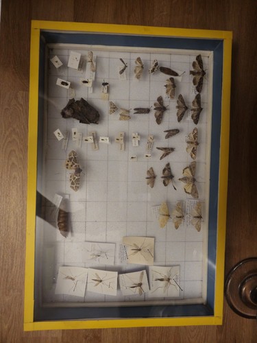 Taxidermy box moths and - of,