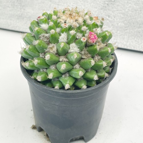 Mammillaria polythele nuda - mammillaria, |