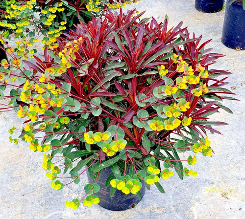 Euphorbia miners merlot - merlot, pbr