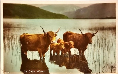 Postcard highland cattle - postcard,