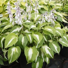 Hosta Night Before Christmas Plant in a 17cm pot Slug resistant blue Hosta