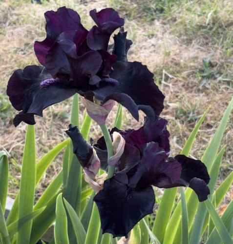 Bearded iris germanica - iris,