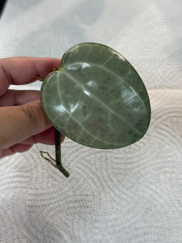 Hoya latifolia silver