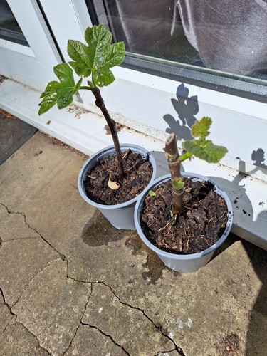 Fig brown turkey hardy - fig, uk
