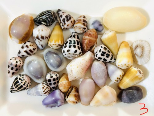 Cone shell cowrie - shell, from